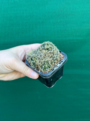 Mammillaria dumetorum