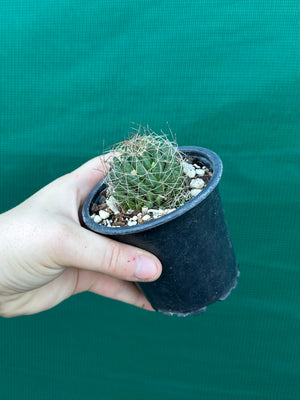Mammillaria camptotricha