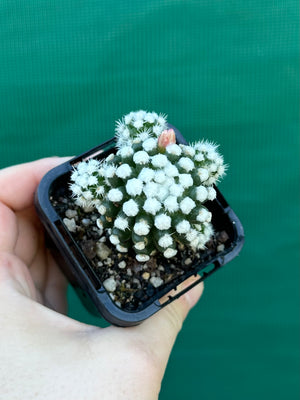 Mammillaria vetula ‘Oruga’