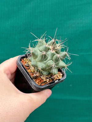 Thelocactus freudenbergeri