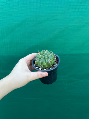 Gymnocalycium monvillei