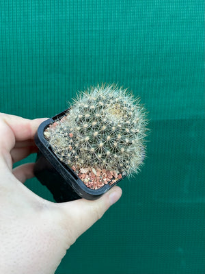 Rebutia aureiflora