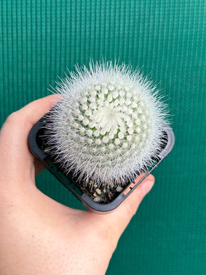 Parodia scopa