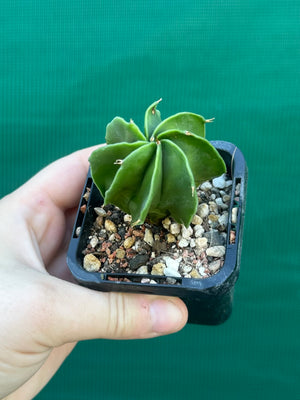 Astrophytum myriostigma kohyo