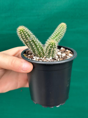 Echinopsis Chamaecereus Peanut Cactus