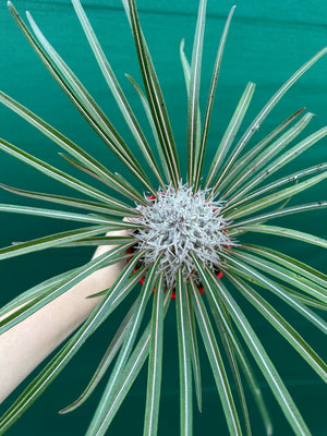 Pachypodium geayi