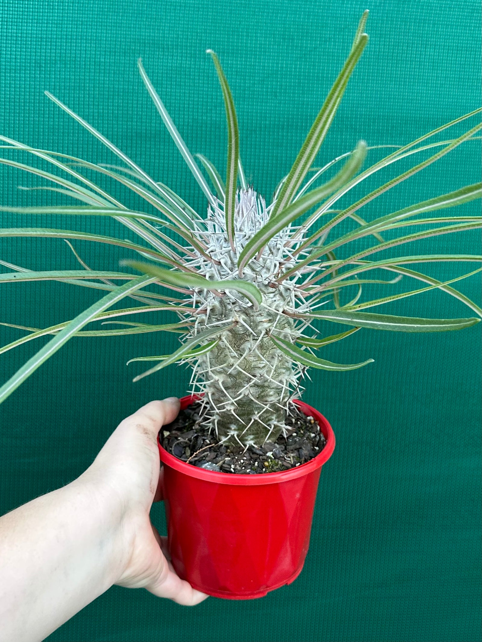 Pachypodium geayi