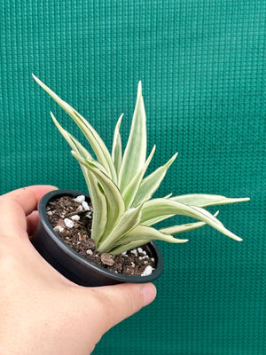 Sanseveria parva