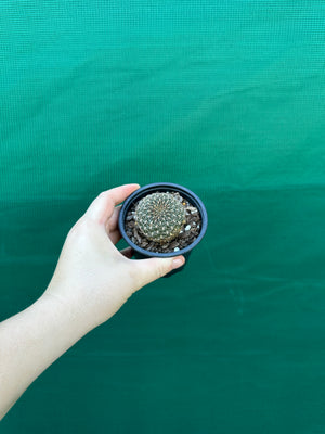 Sulcorebutia arenacea