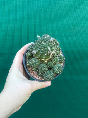 Lobivia arachnacantha hybrid