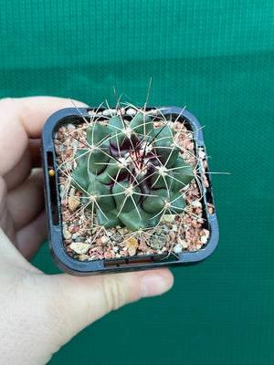 Thelocactus freudenbergeri