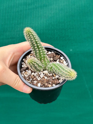 Echinopsis Chamaecereus Peanut Cactus