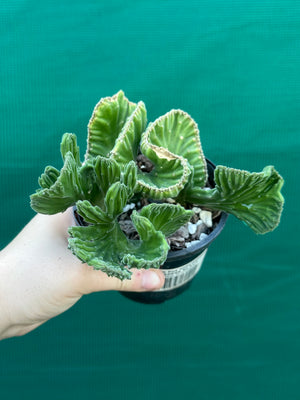 Stapelia leendertziae crest