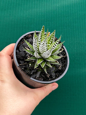 Haworthia fasciata ‘Japanese Super Clone’