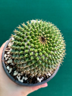 Mammilaria marksiana