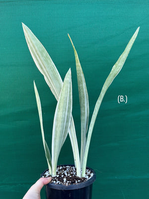 Sansevieria ‘Siam Silver’