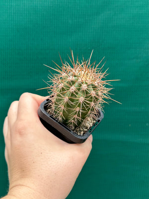 Trichocereus pasacana