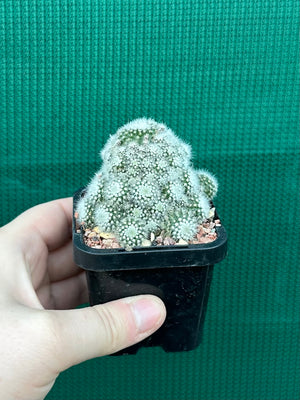 Parodia scopa caespitosa v minor