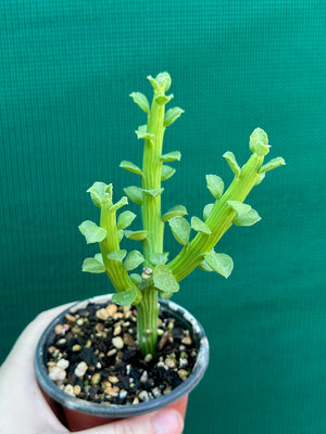 Monadenium ellenbeckii