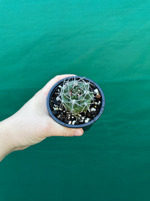 Gymnocalycium carminanthum