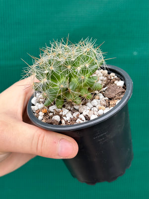 Mammillaria