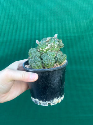 Lobivia arachnacantha hybrid