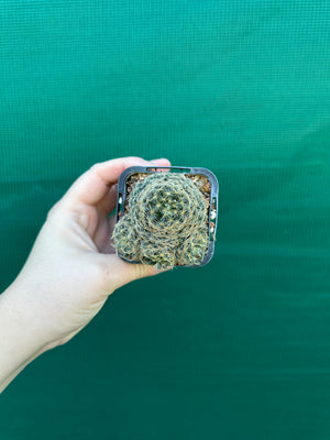 Mammillaria dumetorum