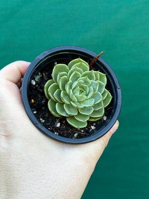 Echeveria ‘Cosmo’