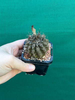 Neochilenia setosiflora