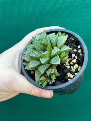 Haworthia heidelbergensis
