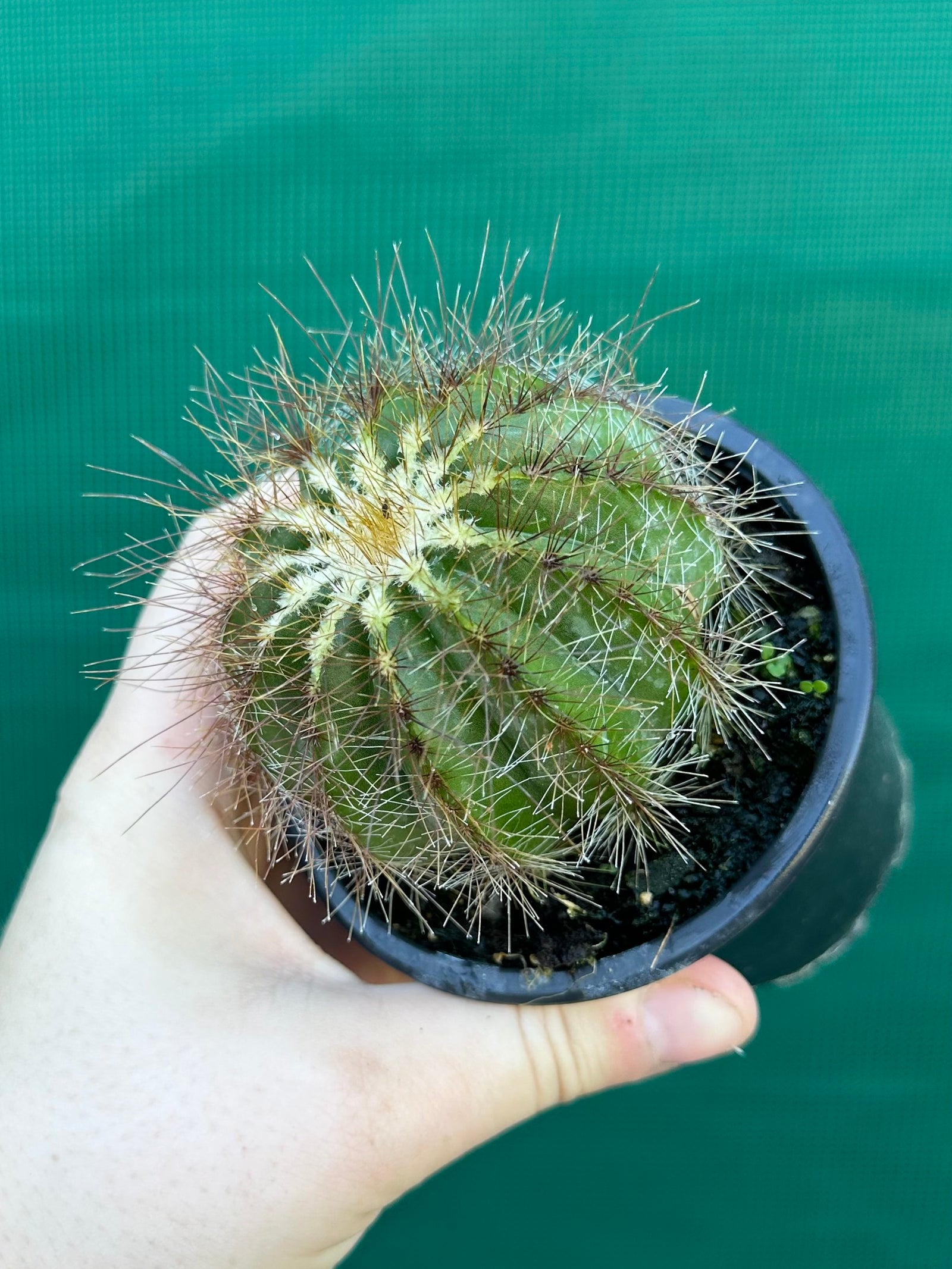 Parodia magnifica