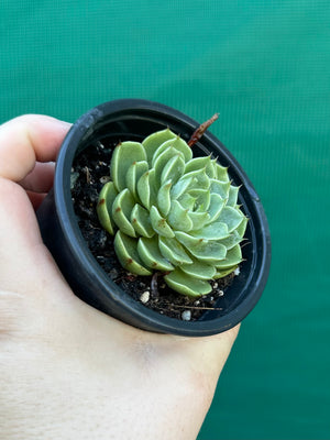 Echeveria ‘Cosmo’