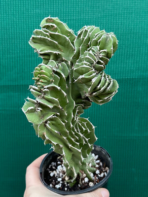 Euphorbia kibwezensis