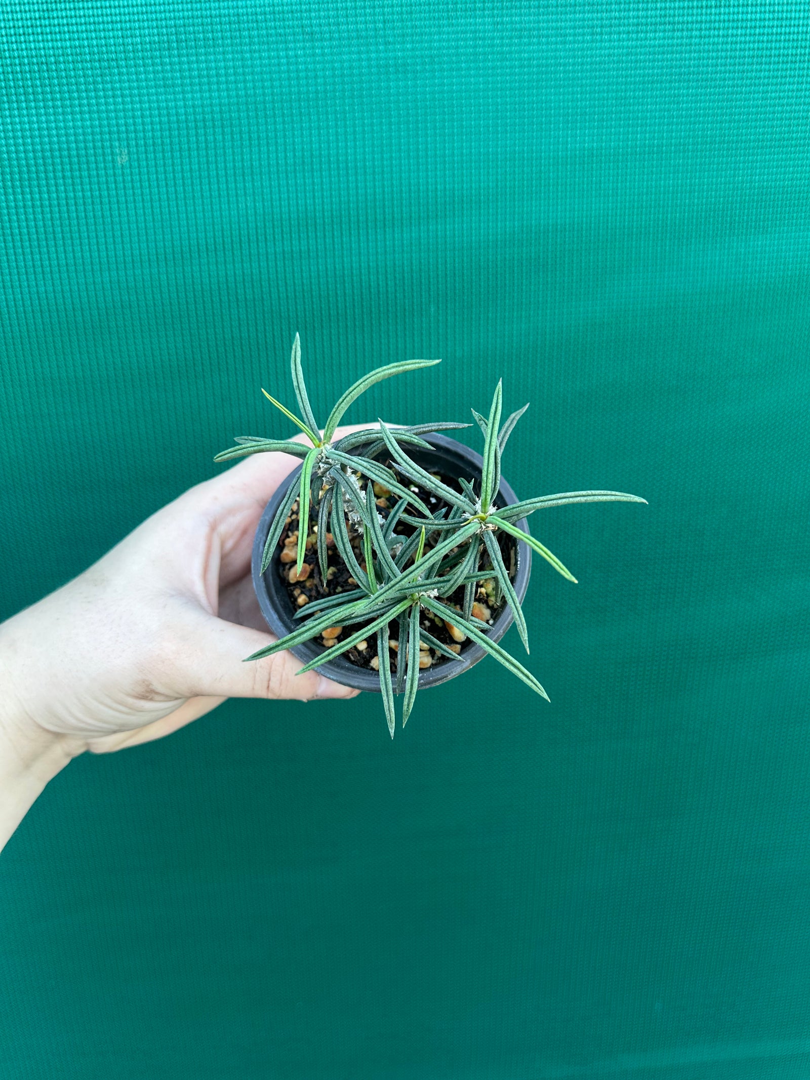 Euphorbia cylindrifolia