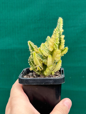Cereus tetragonus 'Fairy Castle' variegata