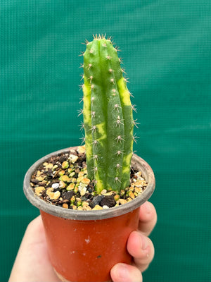 Trichocereus peruvianus varigata