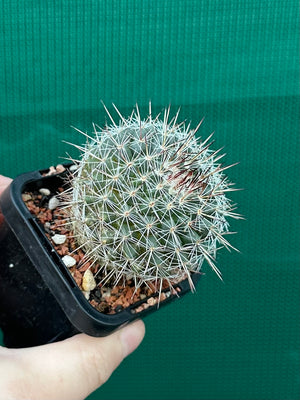 Mammillaria lindsayii