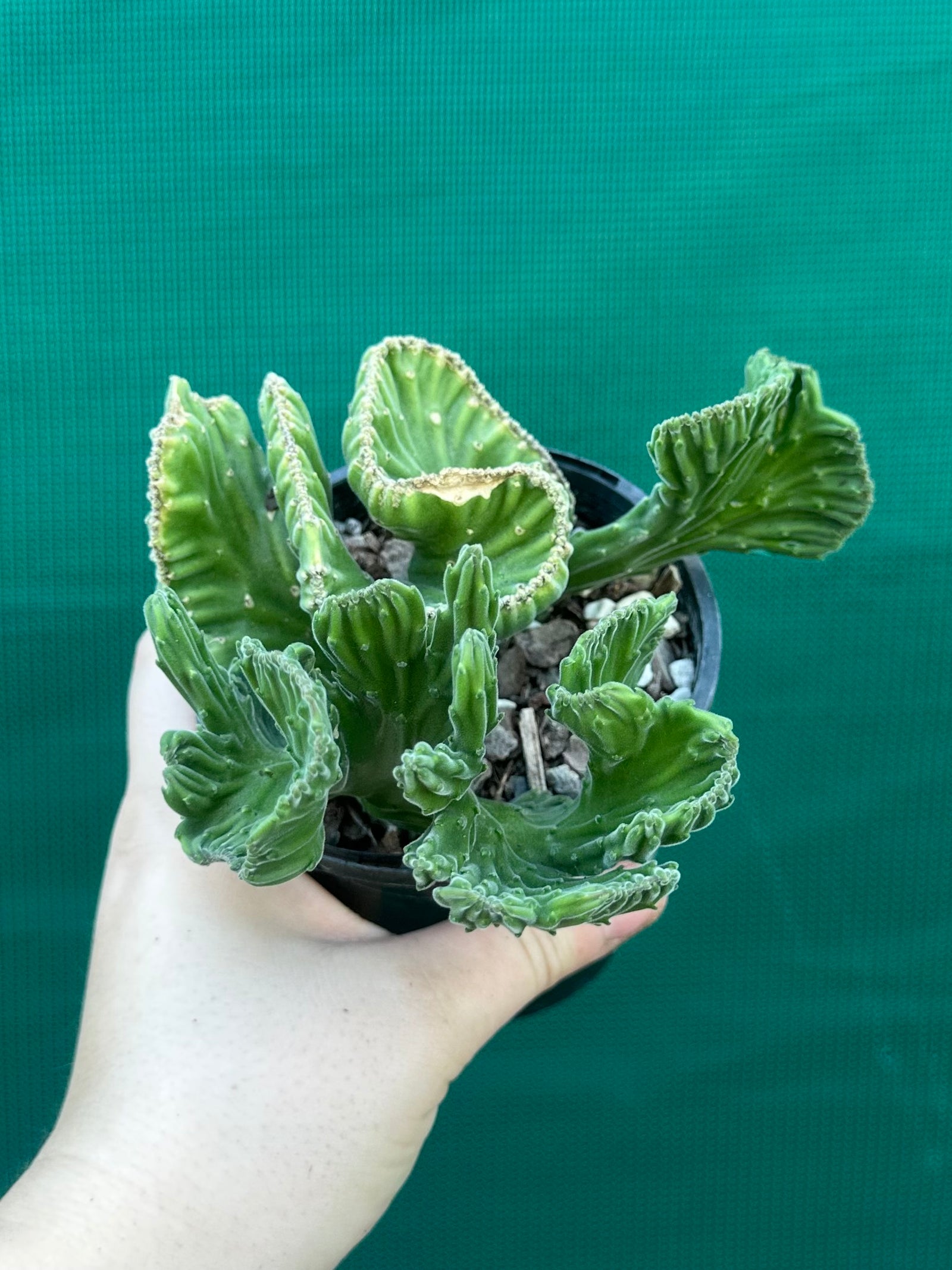Stapelia leendertziae crest