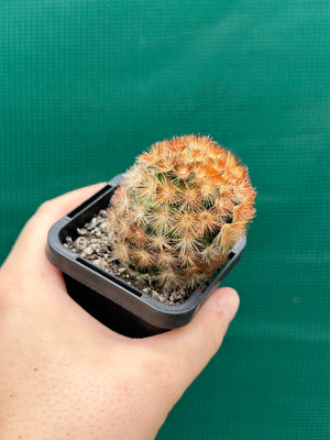 Mammillaria plumosa