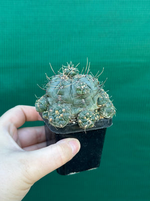 Gymnocalycium baldianum