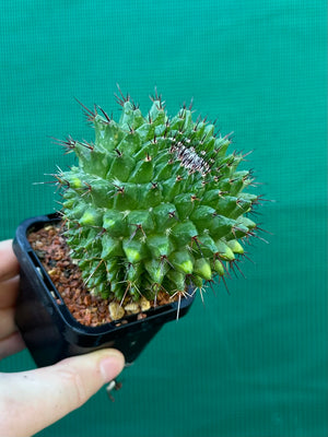 Mammillaria mystax