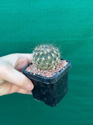 Islaya copiapodioides