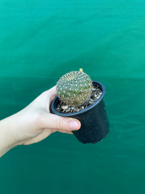 Sulcorebutia arenacea