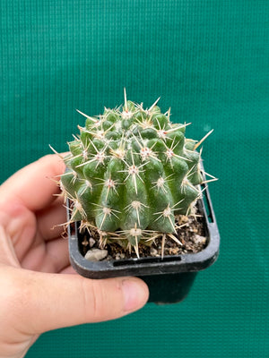Notocactus submamulosus