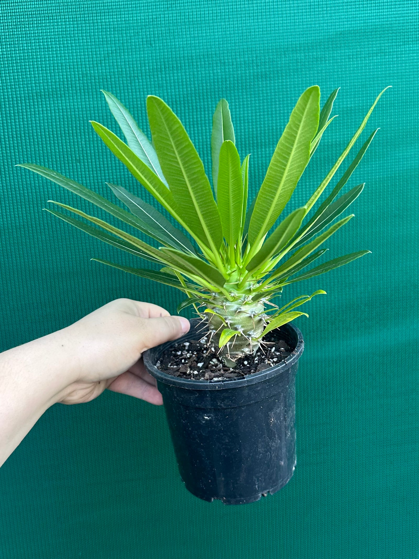 Pachypodium fiherense