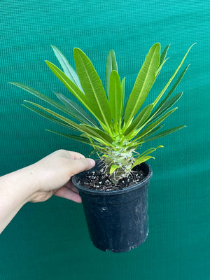 Pachypodium fiherense