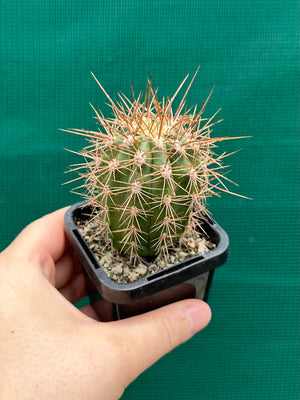 Trichocereus pasacana
