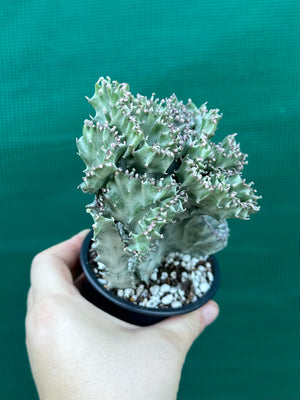 Crested Euphorbia lactea cristata