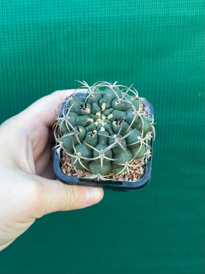 Gymnocalycium delaetii
