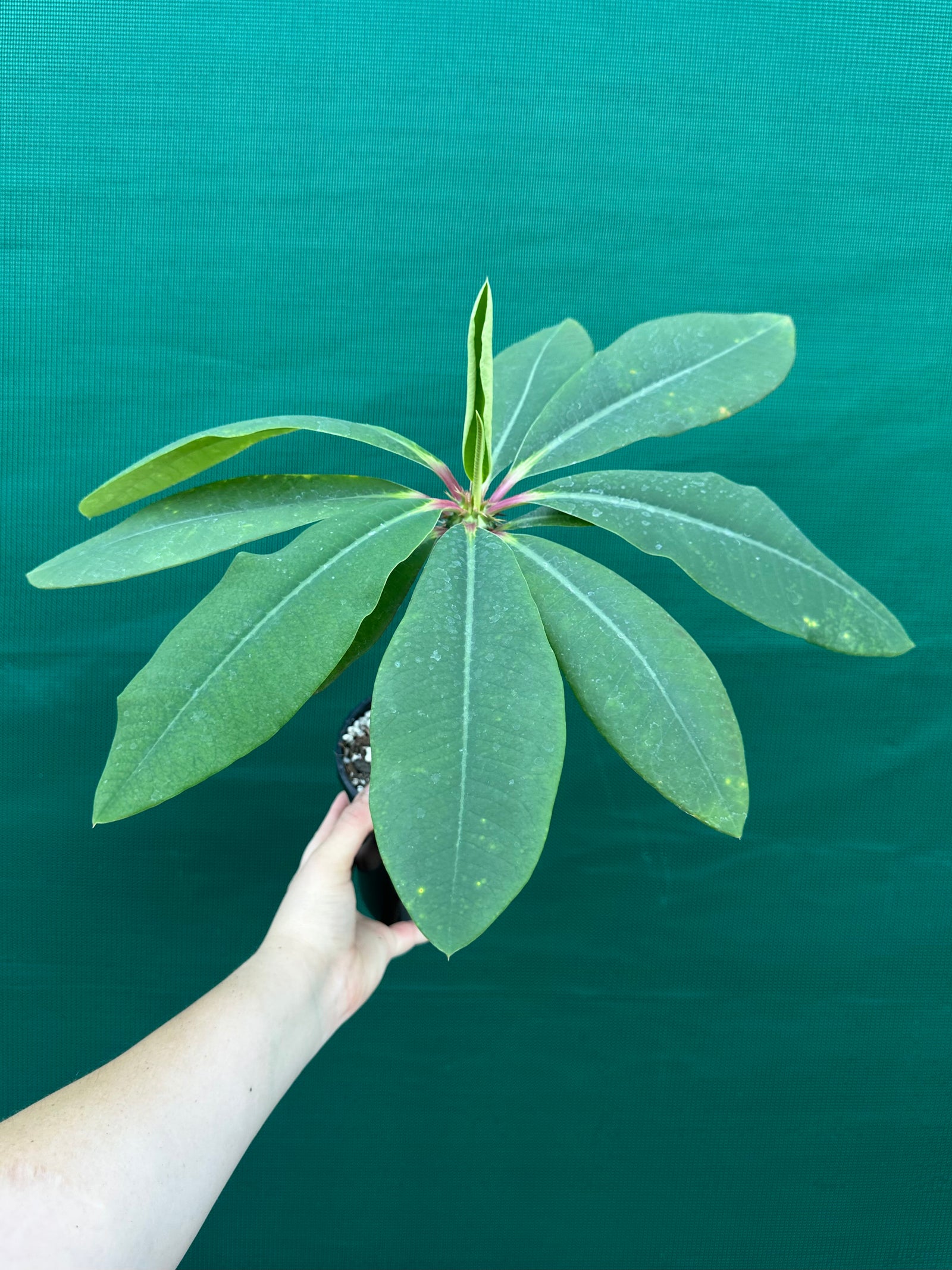 Euphorbia viguieri